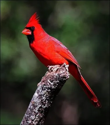 Quel est cet oiseau ?