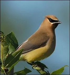 Quel est cet oiseau ?