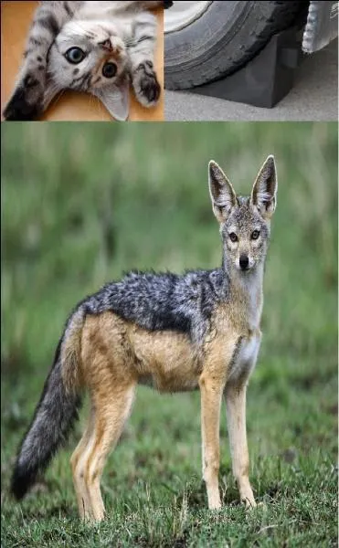 Choisissez le bon mot grâce à l'image.