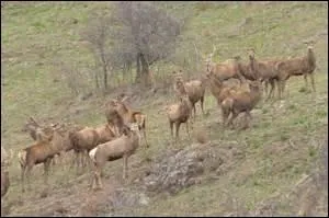 Un troupeau de biches et de cerfs est appelé "une harde".