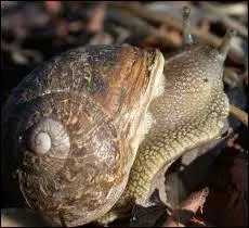 Où peut-on trouver des escargots ?