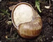 Les escargots peuvent-ils mourir si on les dérange pendant leur hibernation ?