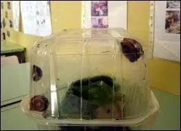 Le nombre de trous sur le couvercle de la boîte est :