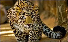 Quel est le record de saut en longueur pour un léopard ?