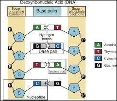 Lequel de ces éléments n'est pas un composant de base des nucléotides ?