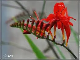 Connaissez-vous le nom de cette fleur ?