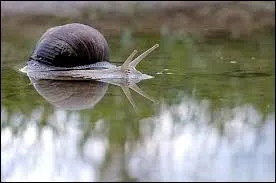 Les escargots peuvent-ils se noyer ?