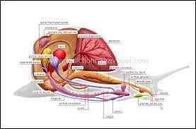 L'escargot a-t-il des os ?