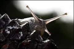 Comment s'appellent les cornes de l'escargot ?