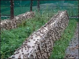 Quel escargot est le plus couramment &eacute;lev&eacute; ?