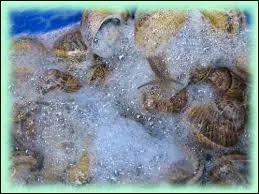 La bave de l'escargot est :