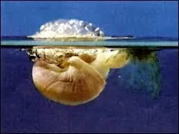 Combien de temps un escargot peut-il rester sous l'eau avant de manquer d'air ?