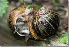 Si les escargots se montent dessus, se font-ils mal ?