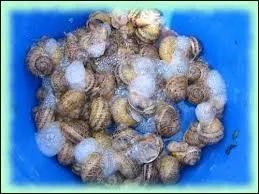 Quand un escargot bave, cela veut dire :