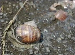 Un escargot peut-il se blesser ?