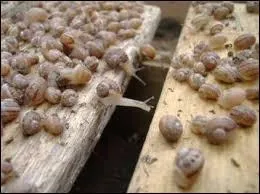 Existe-t-il des entreprises g&eacute;rant des &eacute;levages d'escargots pour les manger ?