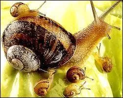 Existe-t-il des entreprises g&eacute;rant des &eacute;levages d'escargots de compagnie ?