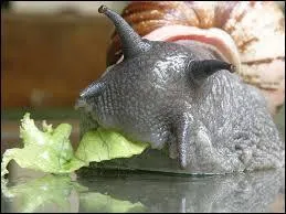 Un escargot hiberne :