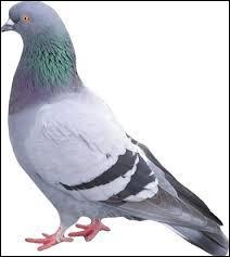 Comment dit-on "pigeon" en espagnol ?