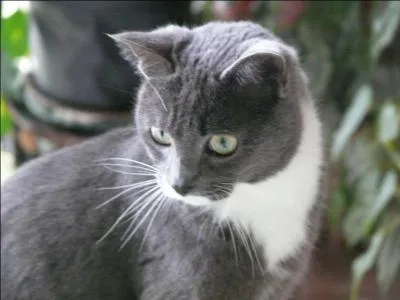 Comment dit-on "chat" en espagnol ?