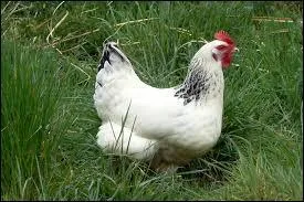 Comment dit-on "poule" en espagnol ?