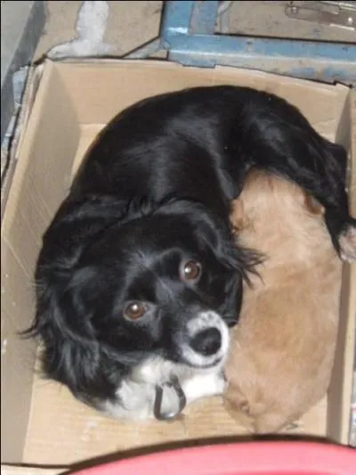 Comment dit-on "chien" en espagnol ?