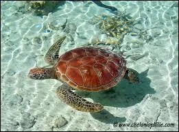 Comment dit-on "tortue" en espagnol ?