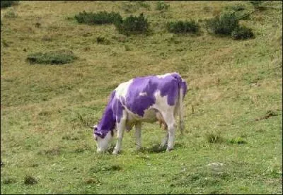 De quelle marque de chocolat cette vache est-elle la mascotte ?