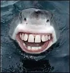 Cette image n'est pas truquée, elle est bien réelle.