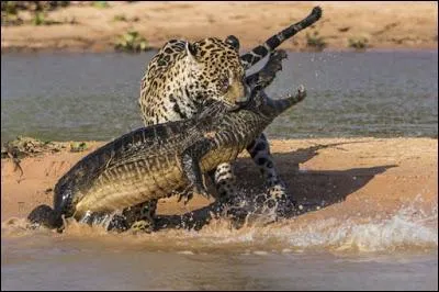 Sur l'image, vous pouvez voir un jaguar qui chasse un crocodile en plein jour !