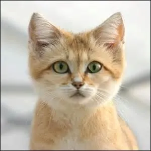 Pour admirer le chat des sables, vous devez aller au Maroc, mais aussi en Tunisie !