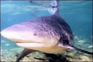 Facile à identifier, c'est le requin-bouledogue !