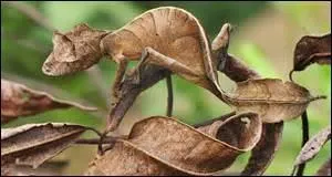 Cette photo est exceptionnelle, c'est un gecko imitant la feuille d'arbre à la perfection.