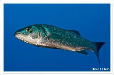 Quel est l'autre nom de ce loup ?