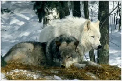 De quelle couleur était le loup pour Paul Féval ?