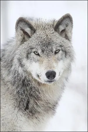 Quel est l'auteur du roman "Loup" ?
