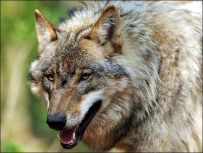 Il est bientôt 13 H, pourquoi allez-vous bâcler ce quiz ?