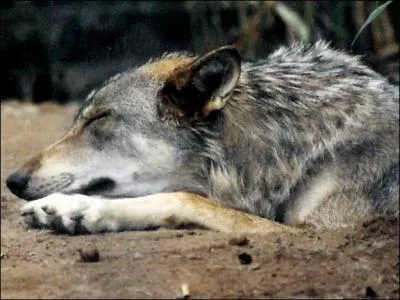 Qui a écrit le poème "La mort du loup" ?