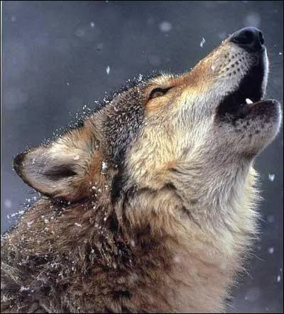 Dans quel parc le loup est-il réapparu en France en 1992 ?