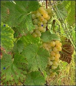 Tiens, je ne vous ai pas dit ce que vous avez bu, pendant ce repas ?