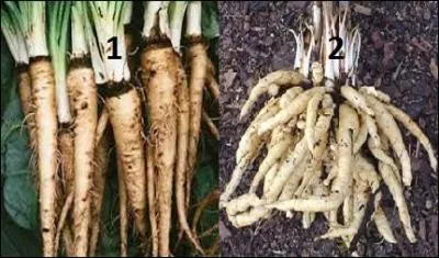 Repérez le chervis sur cette illustration.