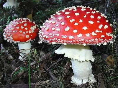 Quelle amanite voyez-vous sur la photo d'accompagnement ?