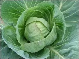 Quelle est la caractéristique d'une personne ayant des oreilles en feuilles de chou ?