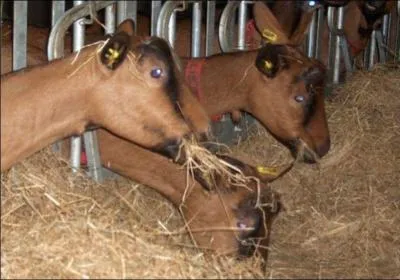 Qu'appelle-t-on "les crottes de marquis" dans le Bourbonnais ? La photo est peut-être trompeuse.