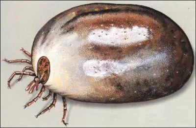 Qui sont les ectoparasites qui veulent notre peau ?