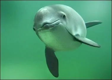 Quel est l'ancien nom du marsouin ?