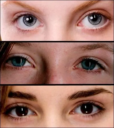 Quelle paire d'yeux arrive à voir les animaux qui tractent les diligence de Poudlard ?