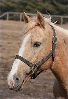 Quel est l'équipement de base du cheval ?