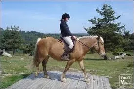 Quel est l'équipement minimal du cavalier débutant ?