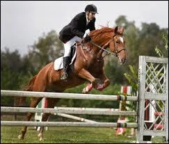Est-il obligatoire d'avoir des brosses de pansage ?